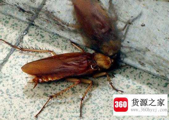 蟑螂为什么会飞