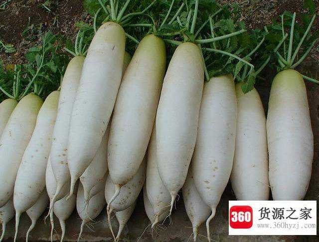 吃萝卜的好处