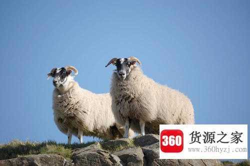 慈乌反哺打一动物
