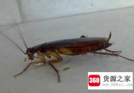 蟑螂是怎么形成的