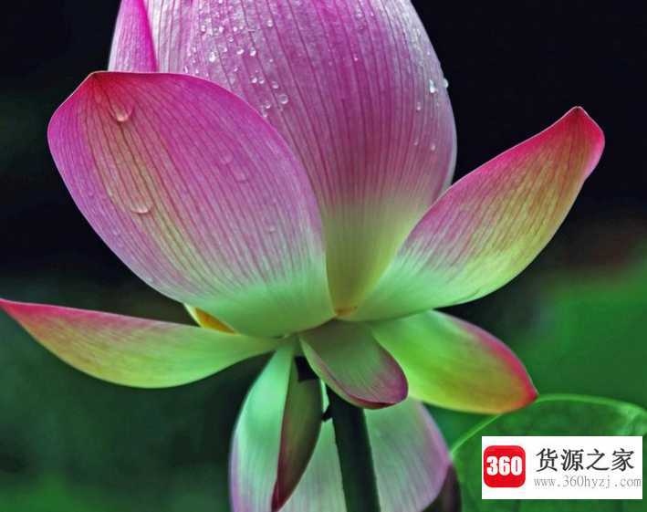 孤芳自赏意思是什么意思