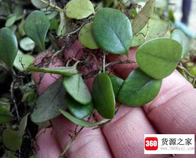 石瓜子功能和作用
