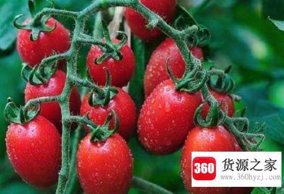 圣女果的功效与作用