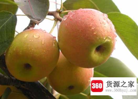 梨的功效与作用