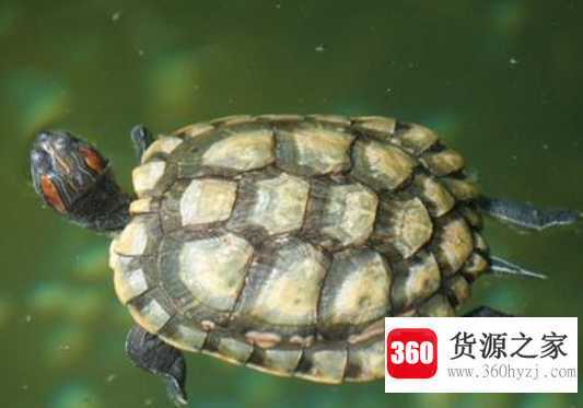 乌龟吃什么