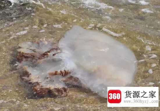 海蜇是水母吗