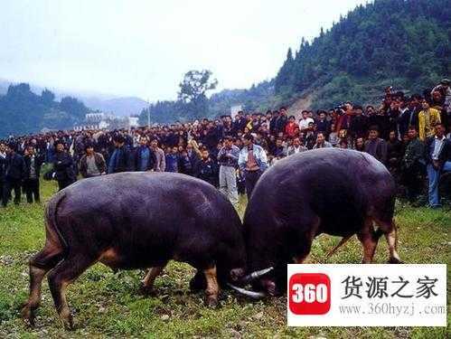 斗牛会是哪个民族的节日
