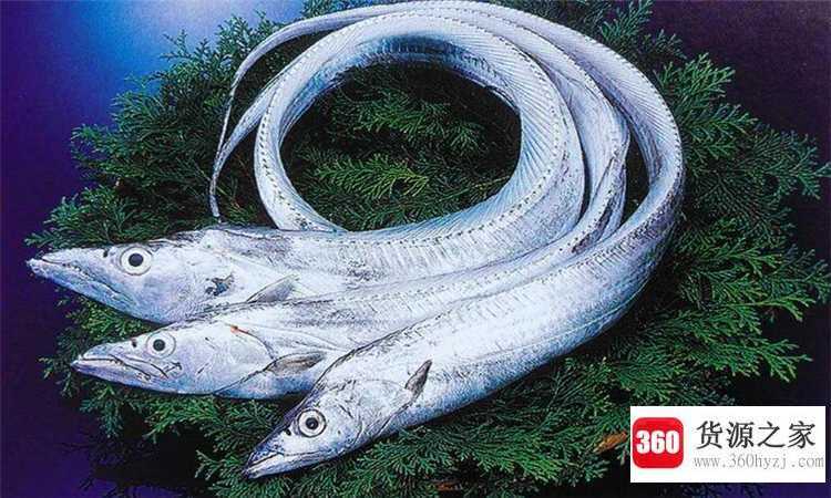 带鱼是深海鱼吗