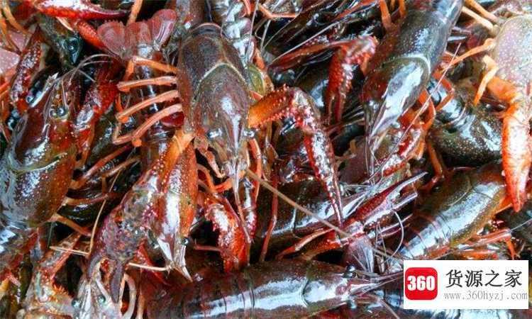 小龙虾会淹死在水里吗