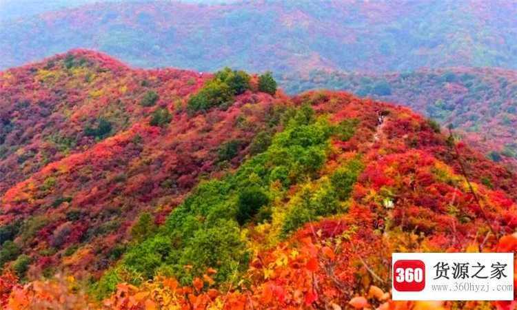 香山红叶是什么树