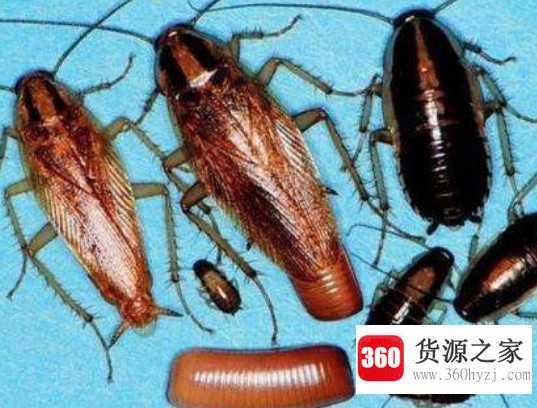 家里有蟑螂怎么办