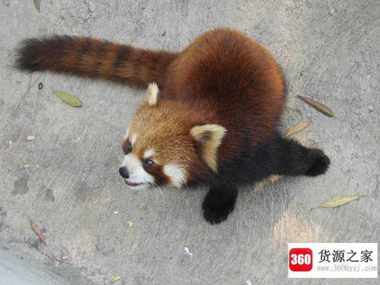 黄鼠狼为什么不能打