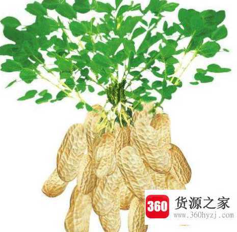 花生的功效与作用