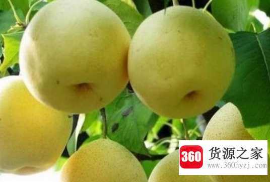 梨去火吗