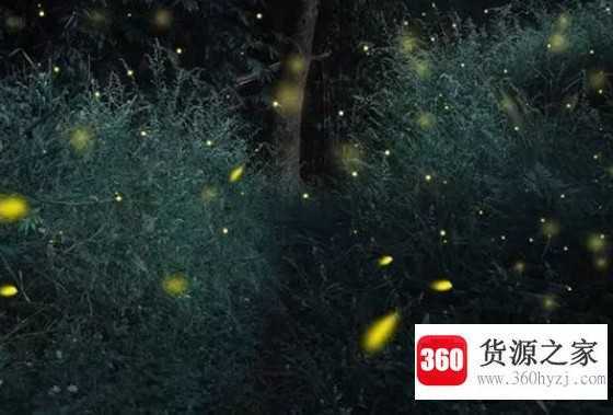 萤火虫为什么会发光