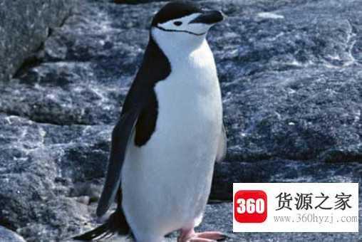 企鹅是哺乳动物吗