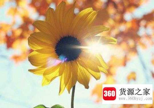 太阳对生活有哪些影响