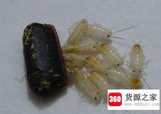 蟑螂的危害性有多大