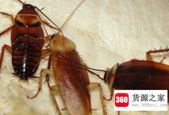 怎么把蟑螂引出来