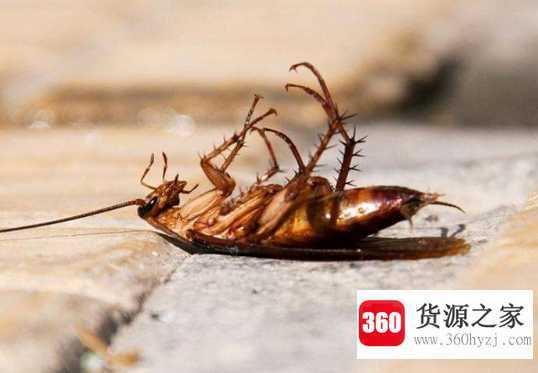 为什么房间里有蟑螂