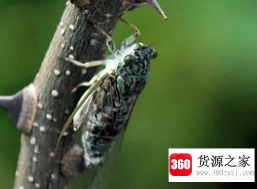 晚上知了叫是为什么