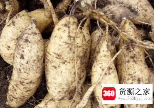白薯是什么
