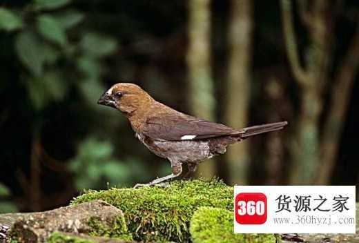 种子的传播方法