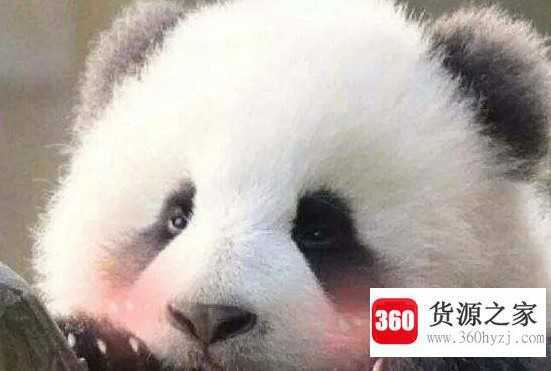 熊猫的特点