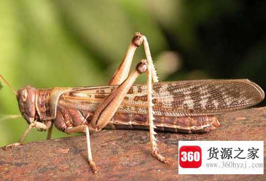 蝗灾是怎么形成的