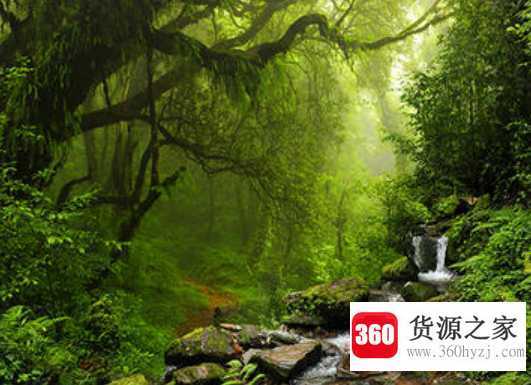 热带雨林气候特点