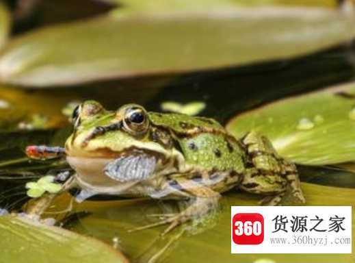 青蛙有几根手指