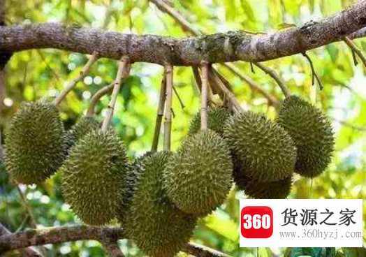 榴莲的品种有几种