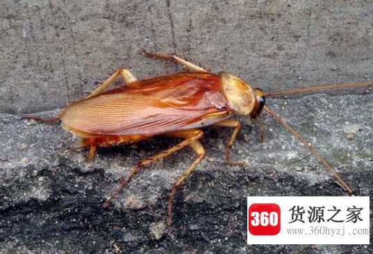 为什么会有蟑螂出现