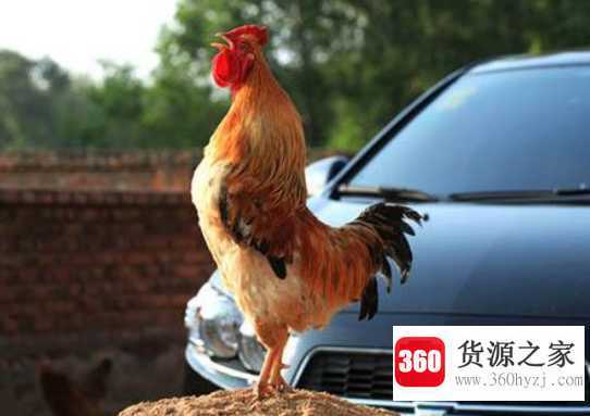 公鸡为什么打鸣