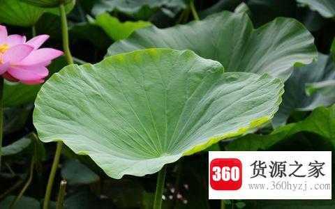 荷叶可以用来当什么