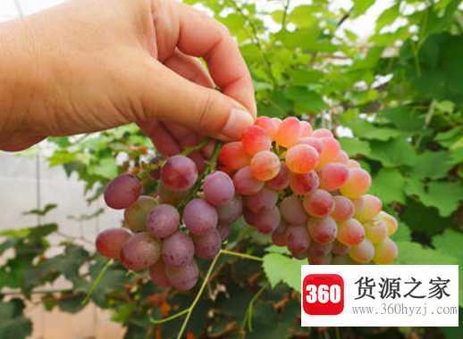 葡萄没熟可以吃吗