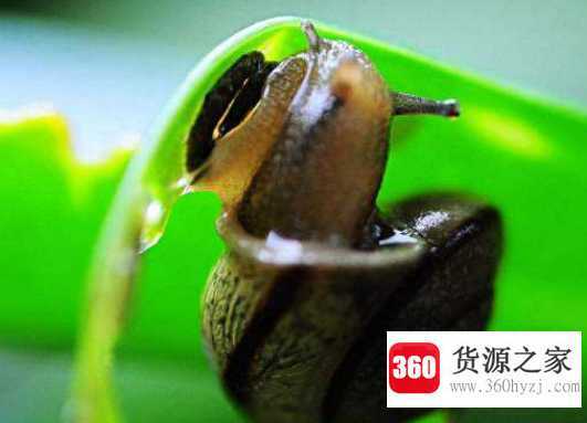 蜗牛吃什么
