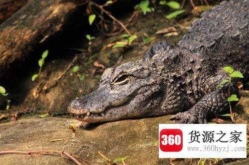 土龙是什么