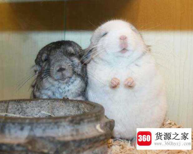 龙猫是什么动物