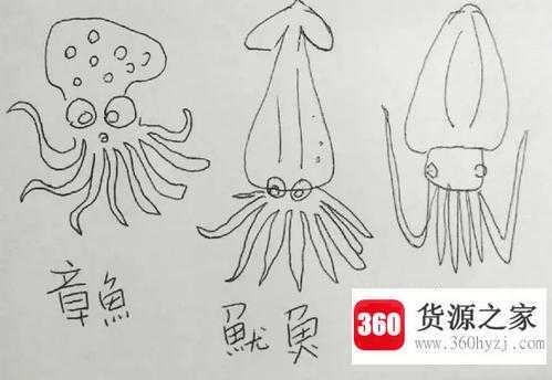 章鱼和鱿鱼的区别