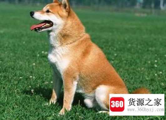 狗和犬的区别