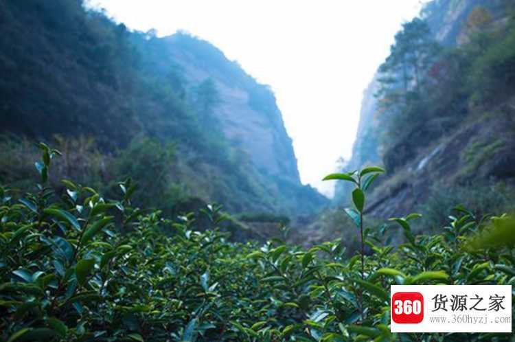 岩茶有哪些品种
