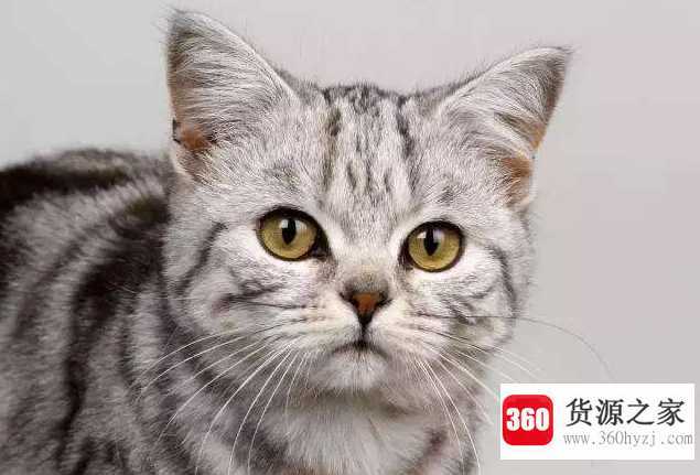 猫为什么喜欢吃鱼