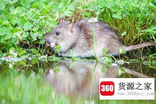 九九归一打一生肖