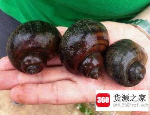 福寿螺和田螺的区别