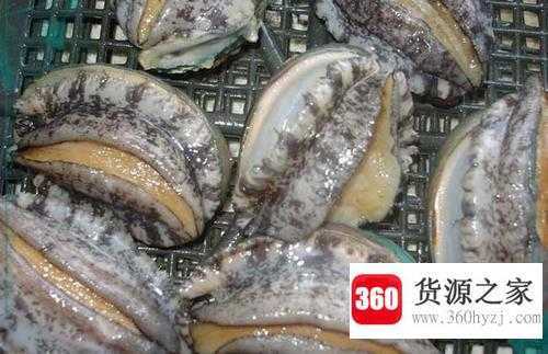 鲍鱼的清洗方法
