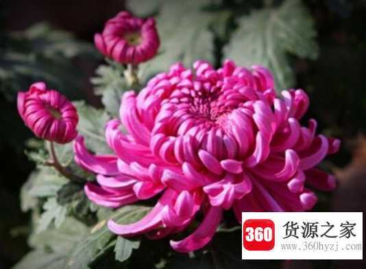 菊花有哪些种类