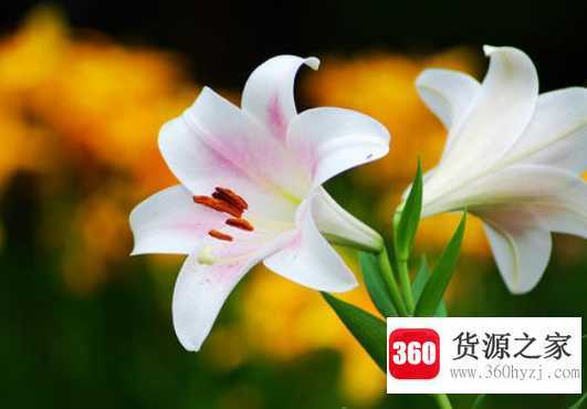 夏天有什么花
