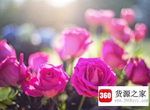 粉色玫瑰的花语是什么