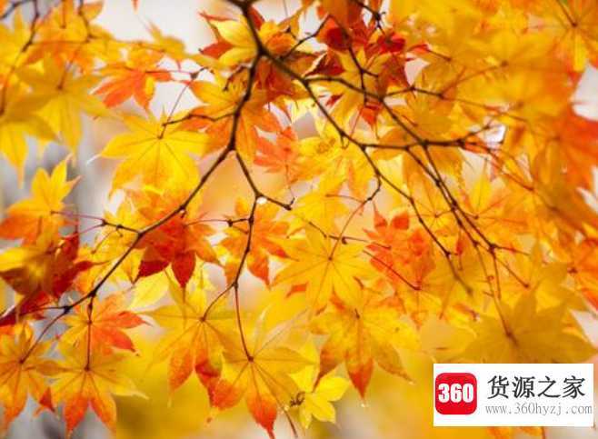 枫叶有什么特点